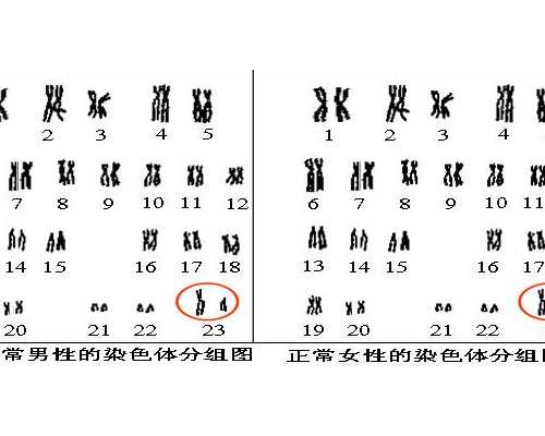 试管捐卵流程_供卵试管被骗,做试管双胞胎多少钱2023年试管价目表